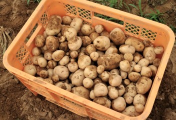 初夏の早朝、クロカワの自社農園で「じゃがいも掘り」が行われました！